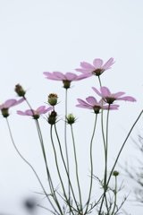 うすくれなひに。