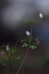 ちっちゃいはなの代表です。