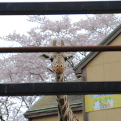 なにか?
