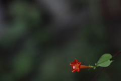 トビマストビマス!!