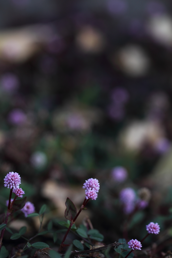 まりこはめいっぱい。