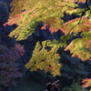 紅葉人
