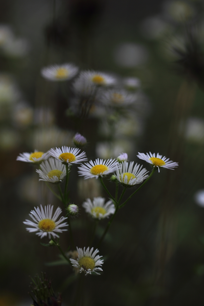 日陰で生きる。