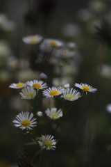 日陰で生きる。