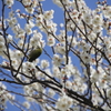 春のごちそう