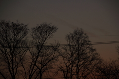 夕闇の森