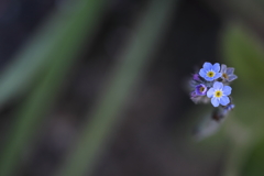 Forget Me Not.