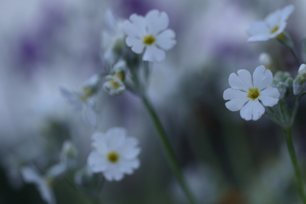 花暦によれば