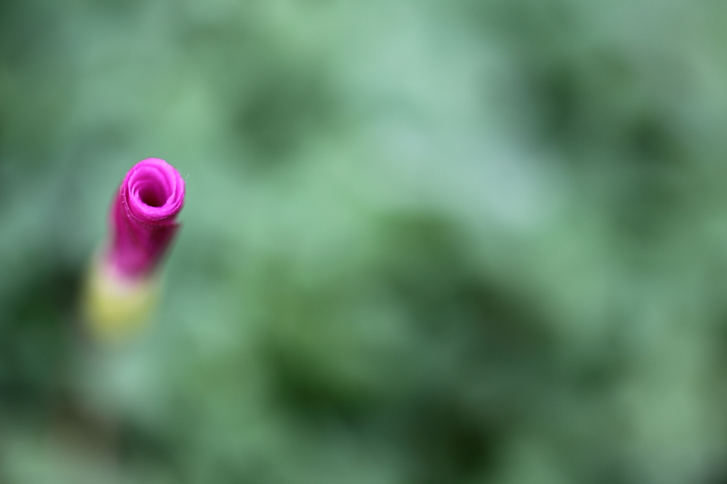 きみの赤いくちびる