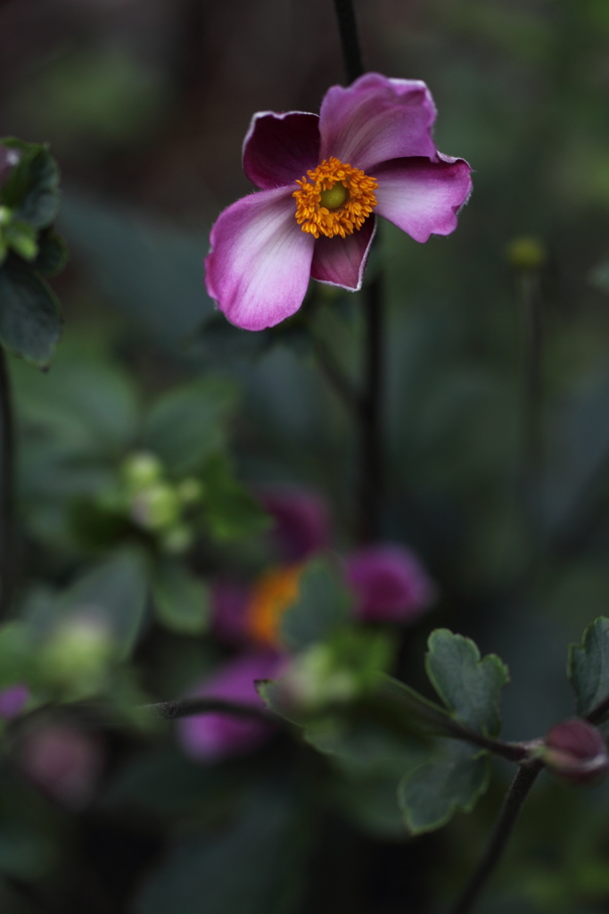 そろそろ秋の出番です。