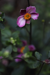 そろそろ秋の出番です。