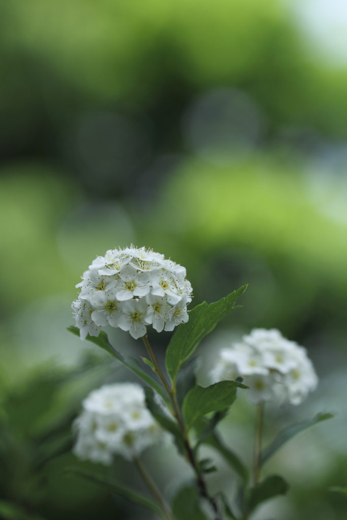 陽だまりに朝が来て。