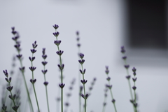 おしゃべりな花たちへ