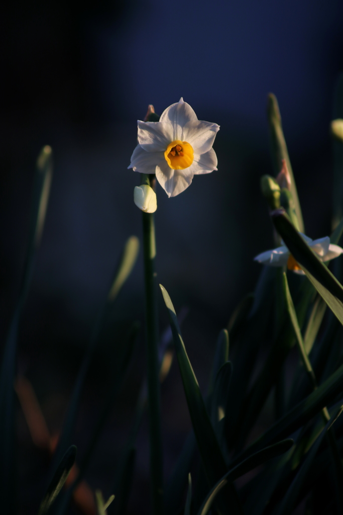 水仙花。
