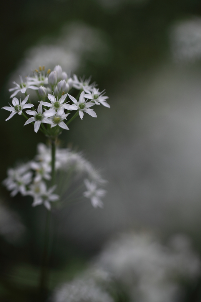 しろいはなはあなたに。