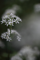 しろいはなはあなたに。