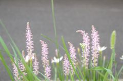 トウキョウロマンティカ