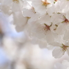 花想い