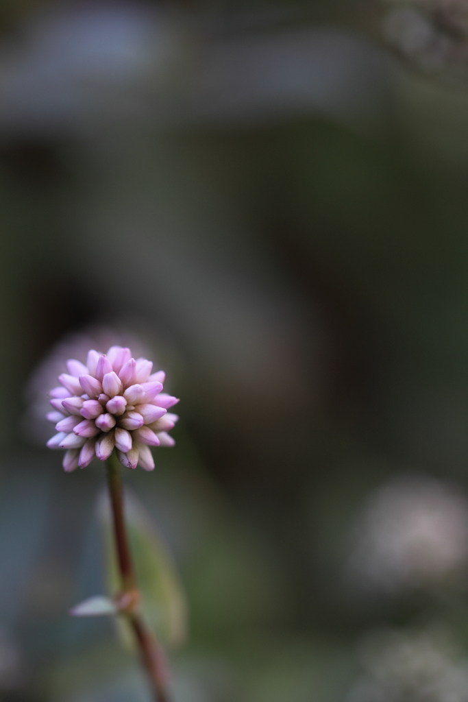 まりこの独り言。