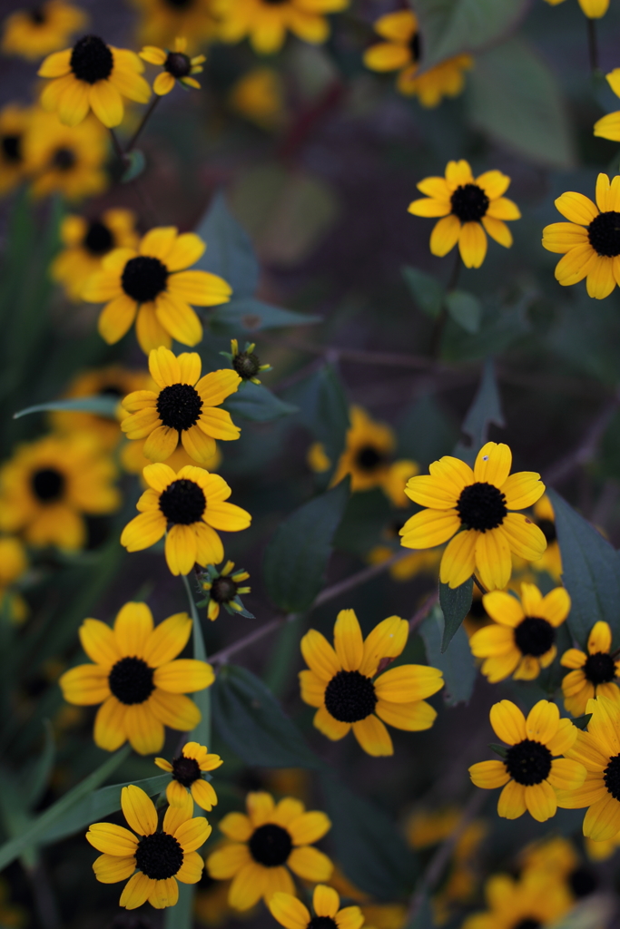 黄色い星達はおしゃべりでした。