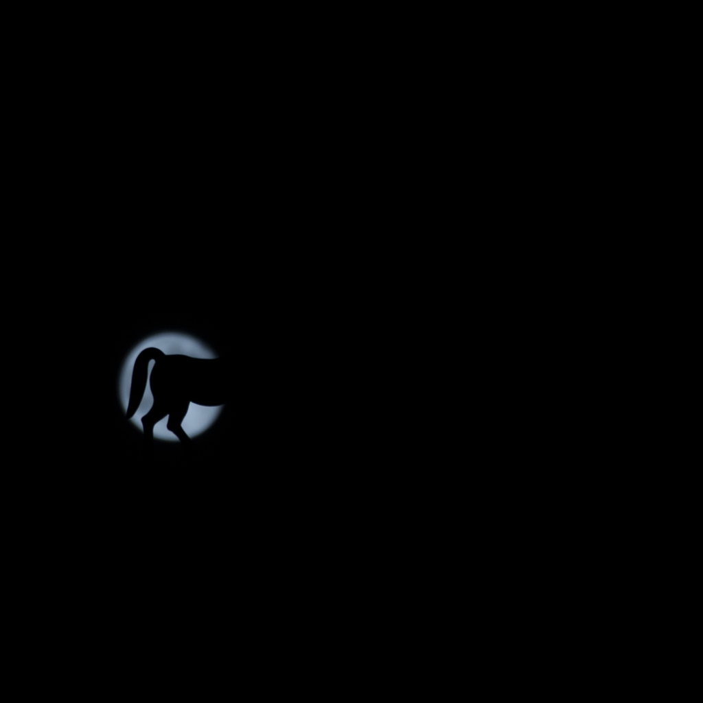  A horse in the Moon