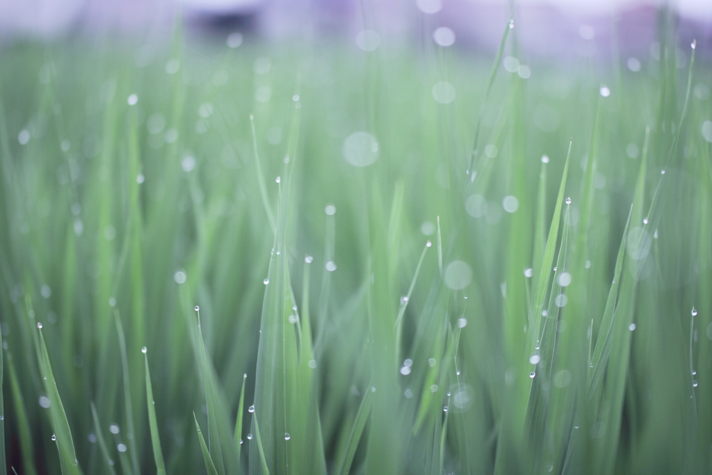 降り積もるもの