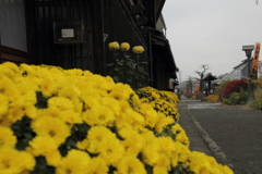 菊咲く道を往く
