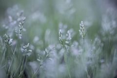 春雪の花