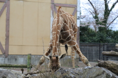 実は柔らかいんです