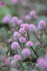 君といる午後　わたしはまりこ