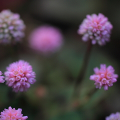 まりこのこたえ