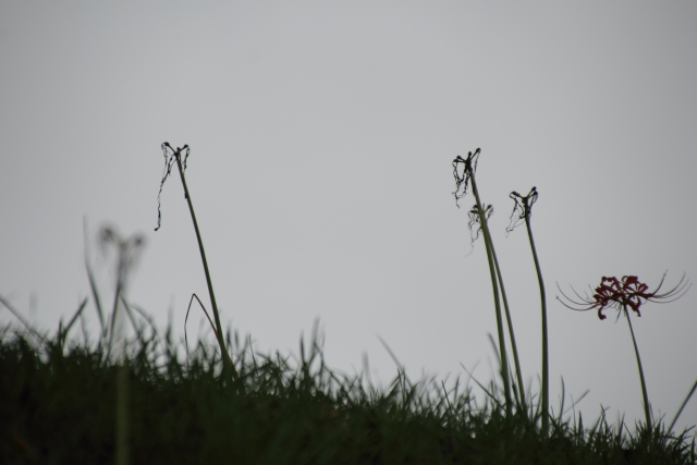 残されし者たち