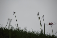 残されし者たち