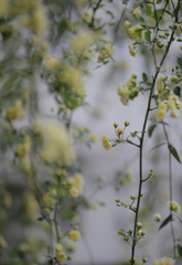 この薔薇のかほりは