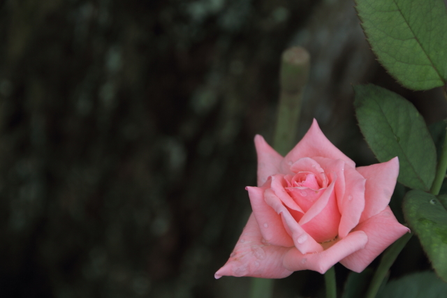 薔薇