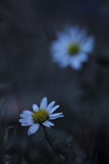 秋に咲く花として。