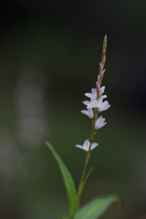 ひたむきに生きる