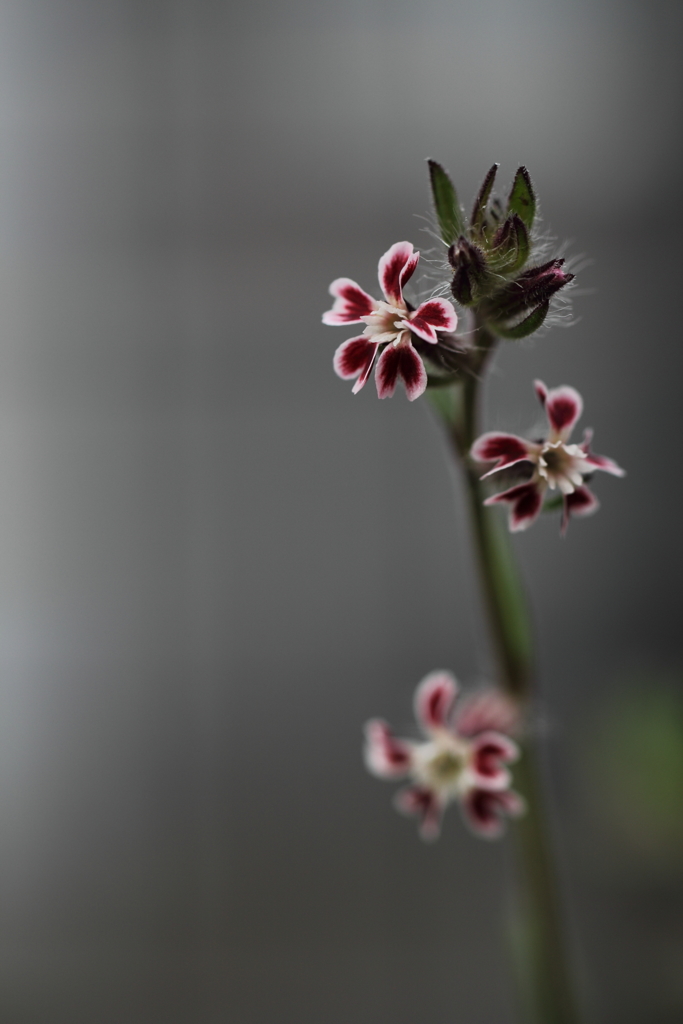 赤い花赤い花♪