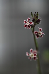 赤い花赤い花♪