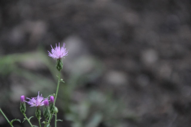 燃え尽きるまで