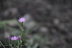 燃え尽きるまで