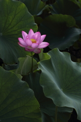 凛々しくあれ。