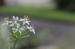 染まらずにいて