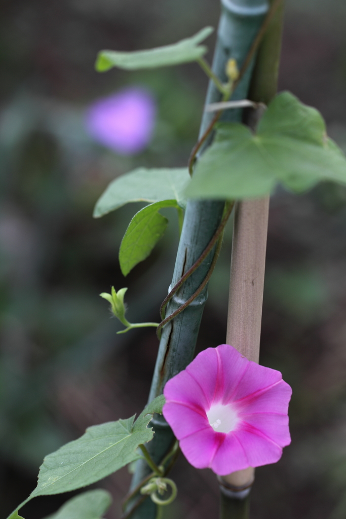 朝の顔　夏の顔