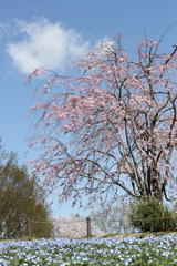 桜の木の下で