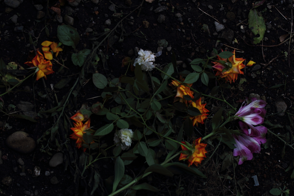 枯れてなお、花。