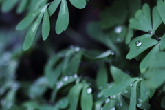 雨上がりには