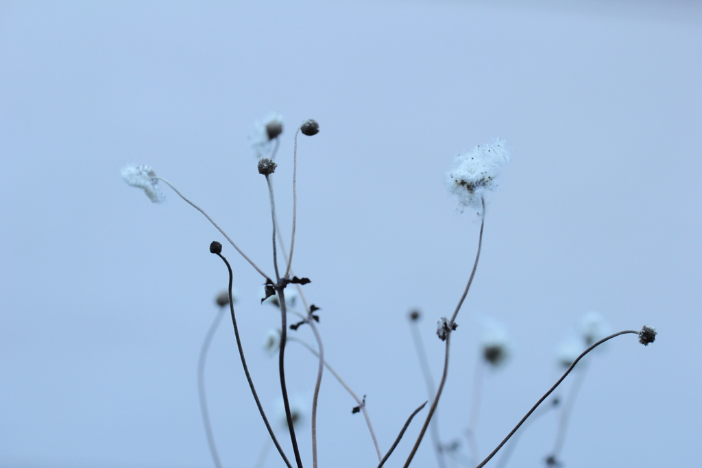 花になるために。