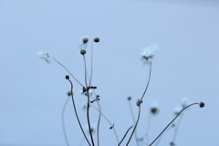 花になるために。