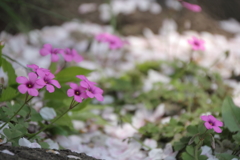 はなゆき